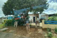 Wild Donkeys on Bonaire